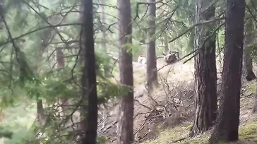 Antonia Sainz masturbeert midden in de natuur, wat een varken...