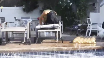 Canela Skin wird im Pool gut durchgefickt